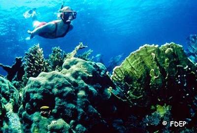 snorkeling john pennekamp coral reef state park fl