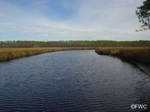 beautiful paddling from cash creek ramp eastpoint fl