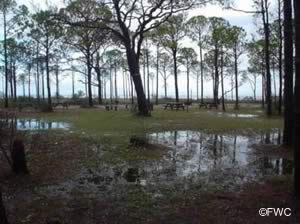 picnic at boat ramp 1 st george island state park