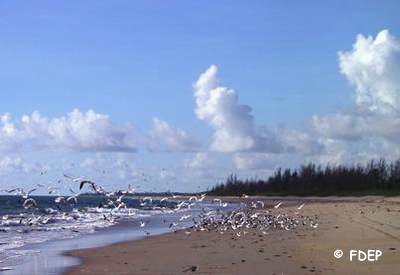 beach at st lucie inlet preserve