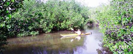 kayaking at st lucie inlet preserve