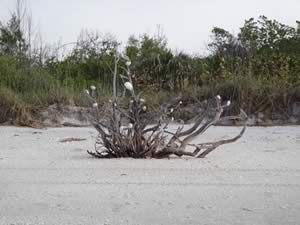 beach at don pedro state park