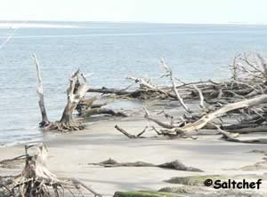 drifwood on beach big talbot