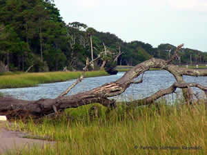 fort george island saltwater fishing