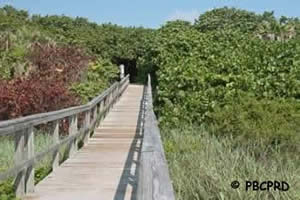 boardwalk to ocean ridge hammock beach