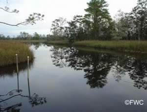 view of ochlockonee river from state park