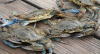 blue crabs on a dock