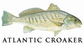atlantic croaker