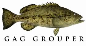 gag grouper