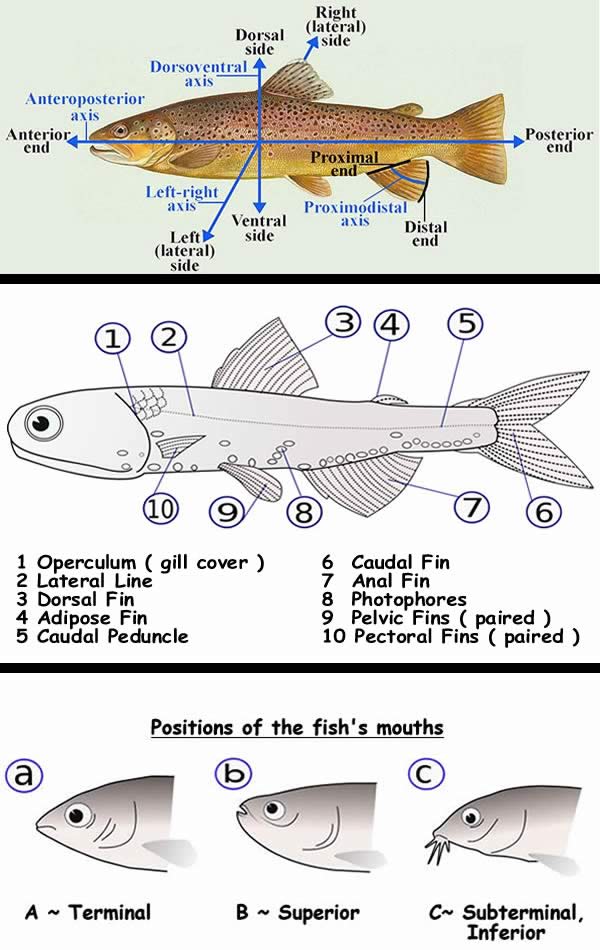 basic fish anatomy
