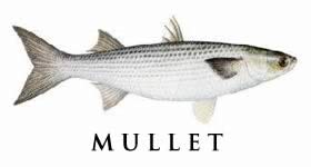 mullet