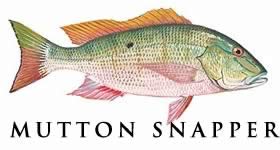 mutton snapper