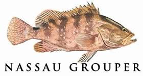 nassau grouper