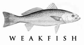 weakfish