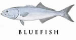 bluefish recipes