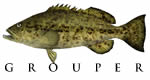 grouper recipes
